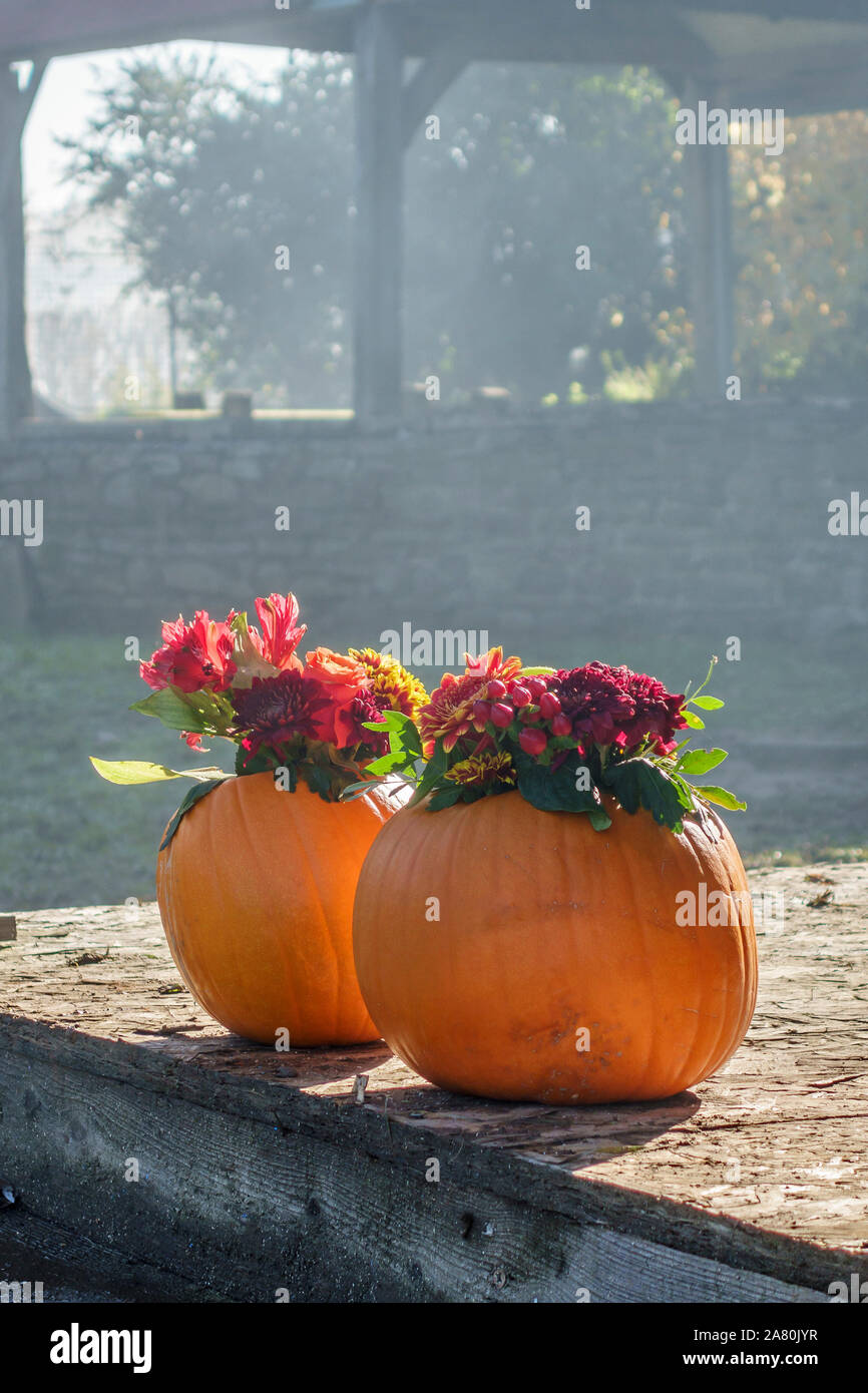 Pumpkins used to hold flowers, ready as decorations for a Bonfire Night party Stock Photo