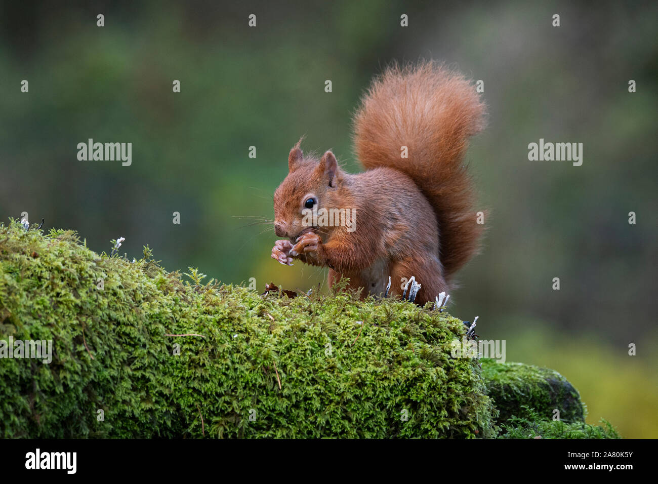 Red Squirrel (Sciurus vulgaris), feeding on mossy log, Dumfries, SW Scotland Stock Photo