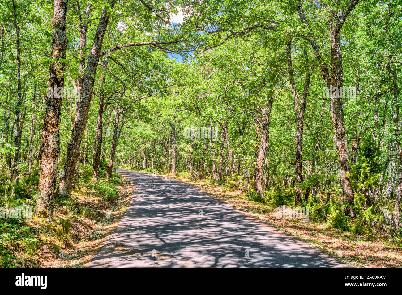 Road through an oak grove, Riaza, Segovia, Spain. Stock Photo