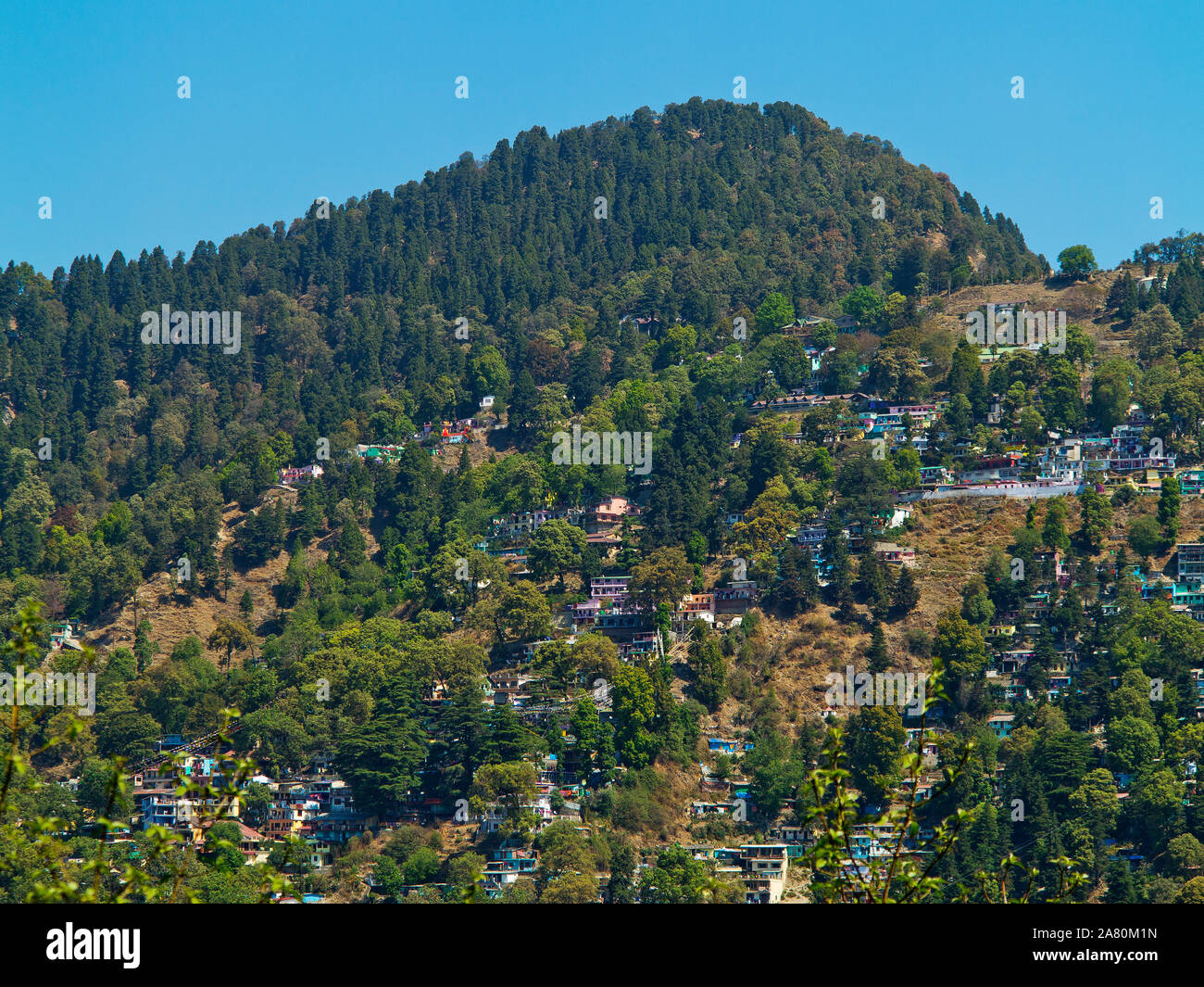 Houses on the pine tree forested area at the hill station of Nainital