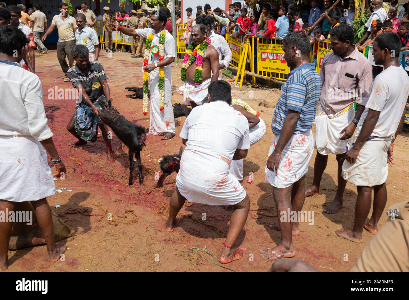 Devotees sacrificing a goat during Kutti Kudithal Festival in Trichy, Tamil Nadu, India Stock Photo