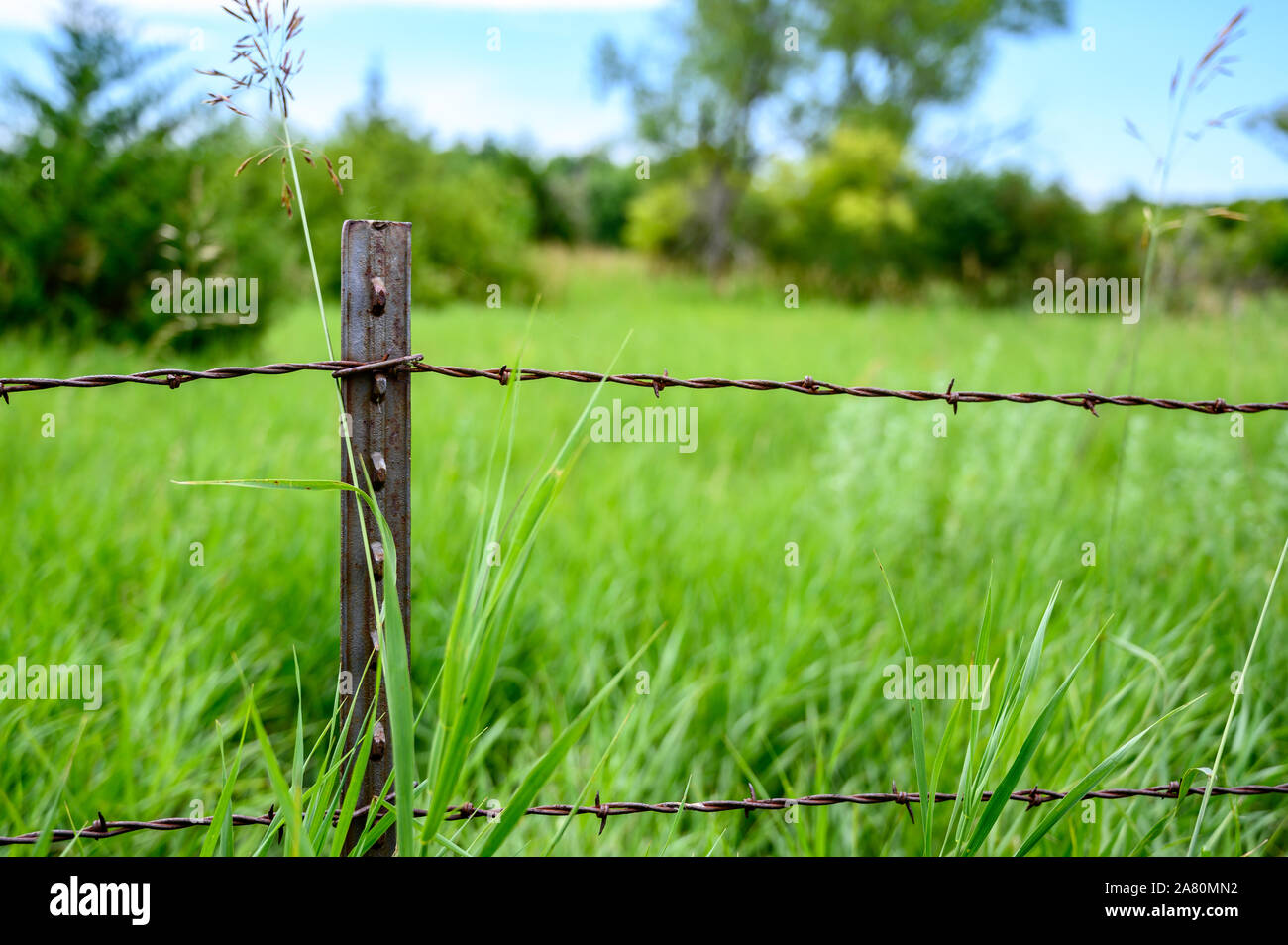 Metal T post with barbed wire fencing along edge of pasture field Stock