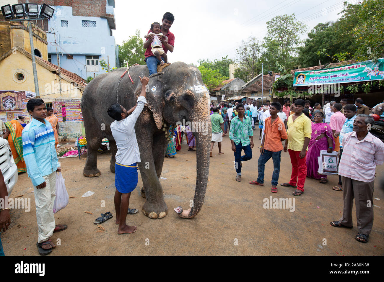 Mahout holding crying baby girl on temple elephant during Kutti Kudithal Festival in Trichy, Tamil Nadu, India Stock Photo