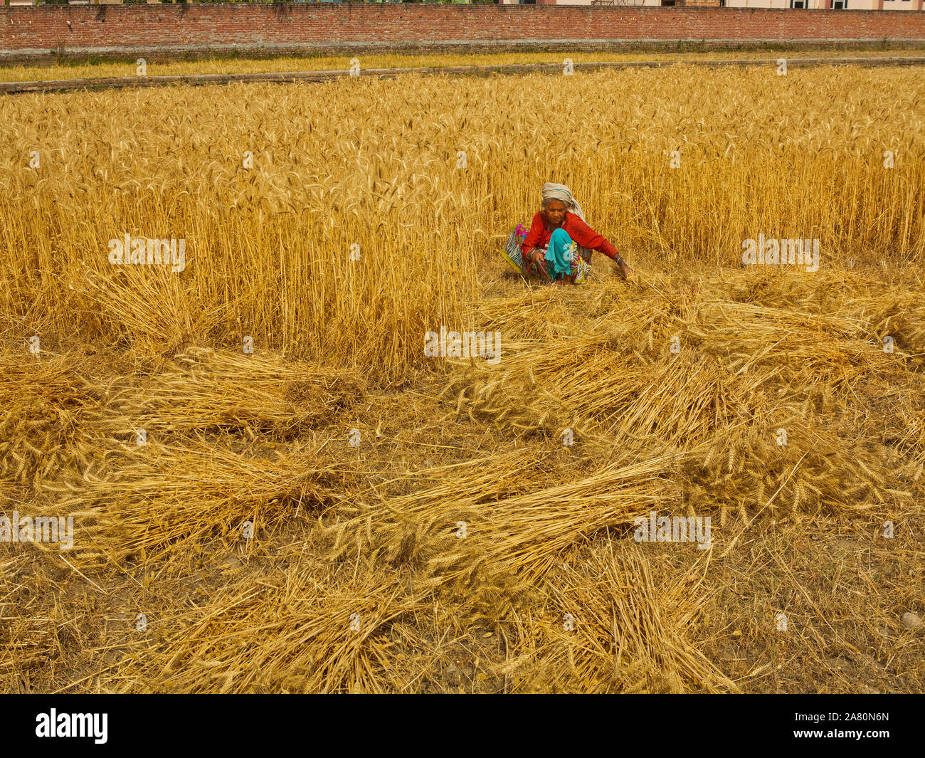 Indian woman working on the wheat field on the outskirts of Ramnagar ...