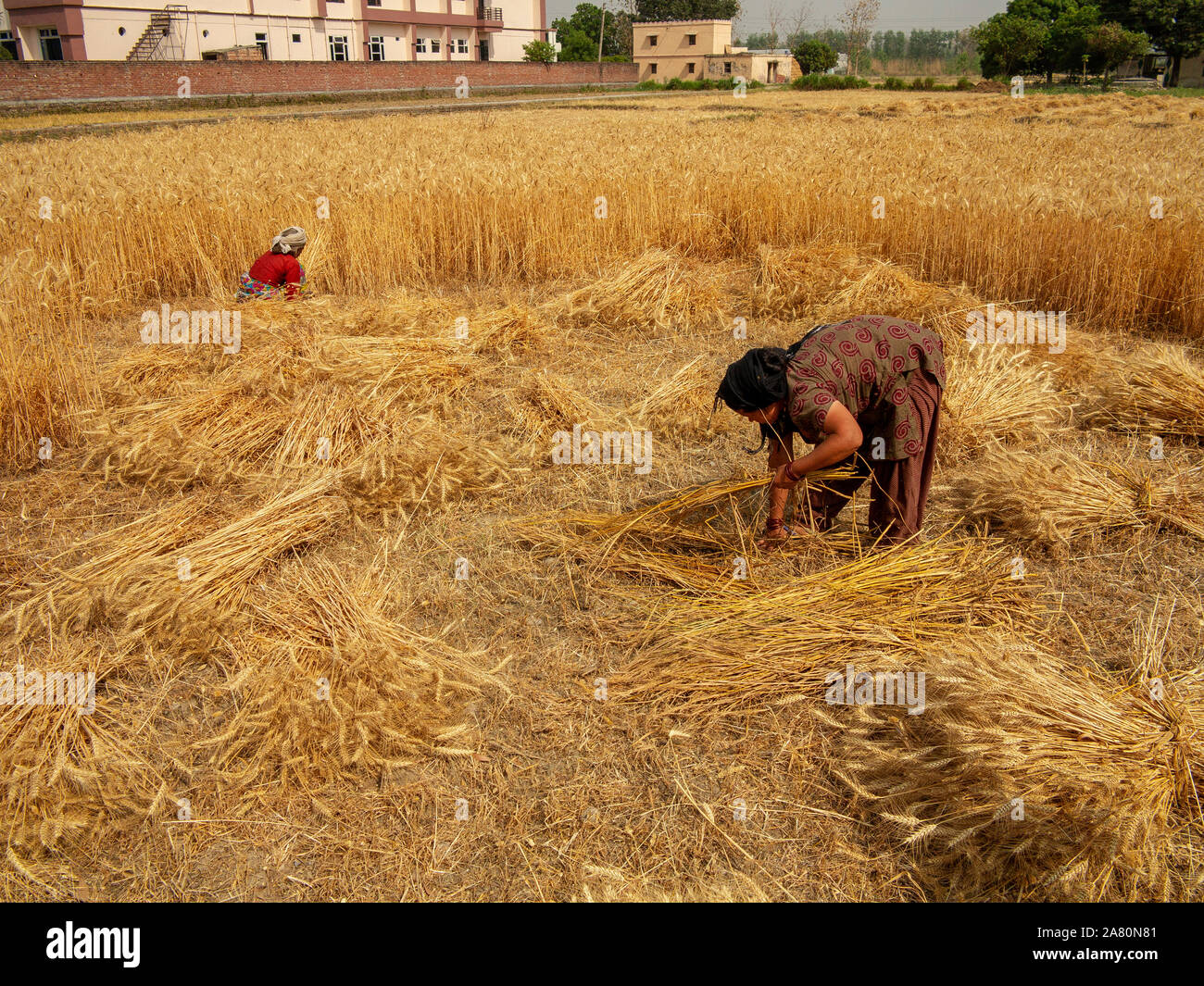Indian woman working on the wheat field on the outskirts of Ramnagar ...
