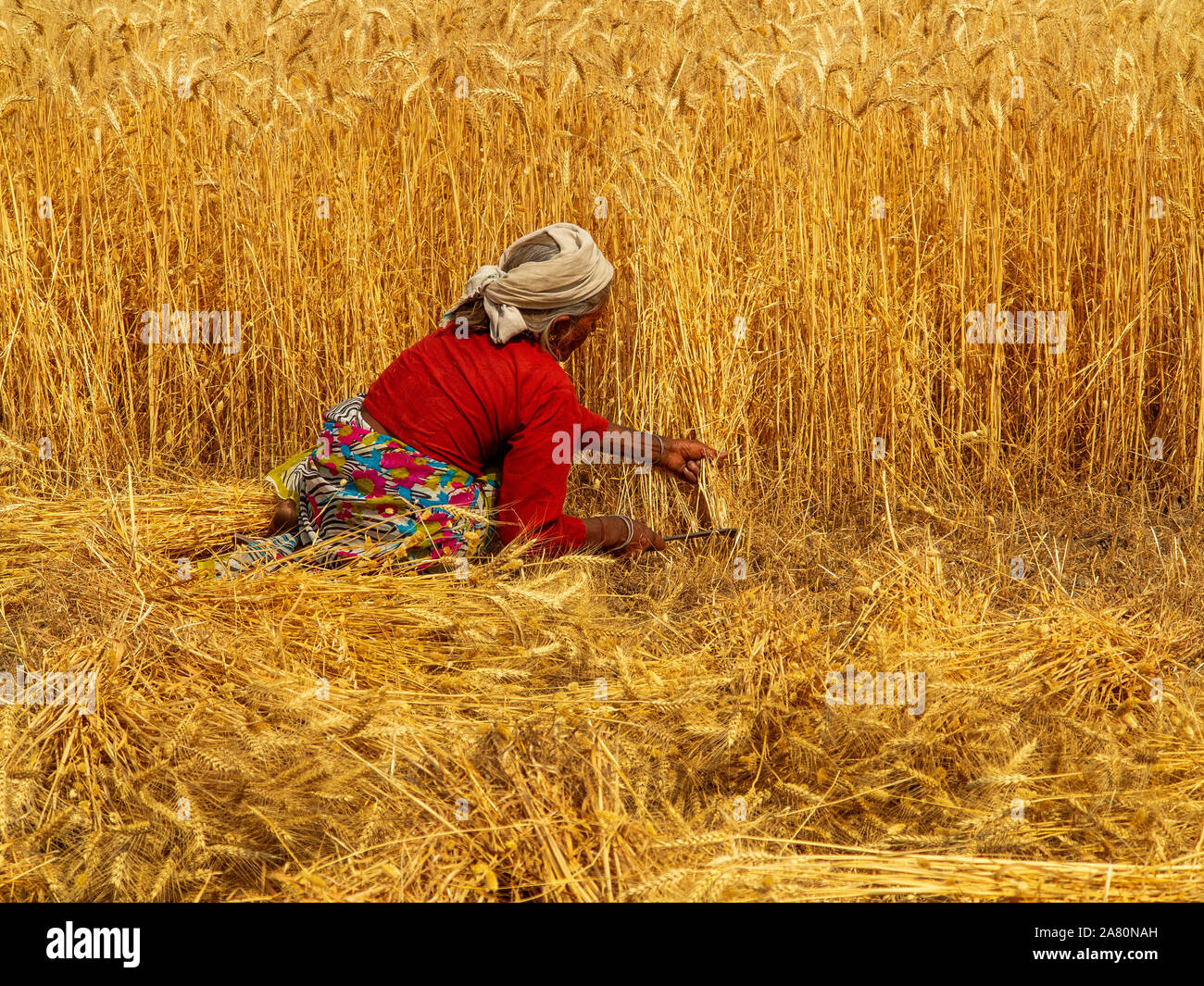 Indian woman working on the wheat field on the outskirts of Ramnagar ...