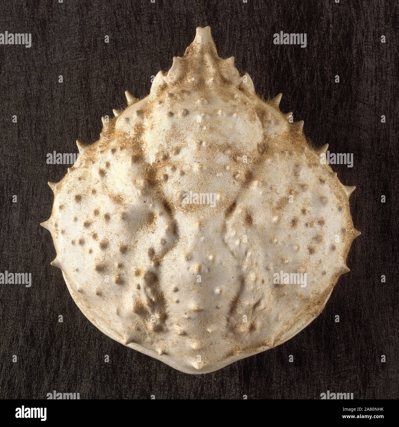 Still life of a Spider Crabs Carapace. Stock Photo