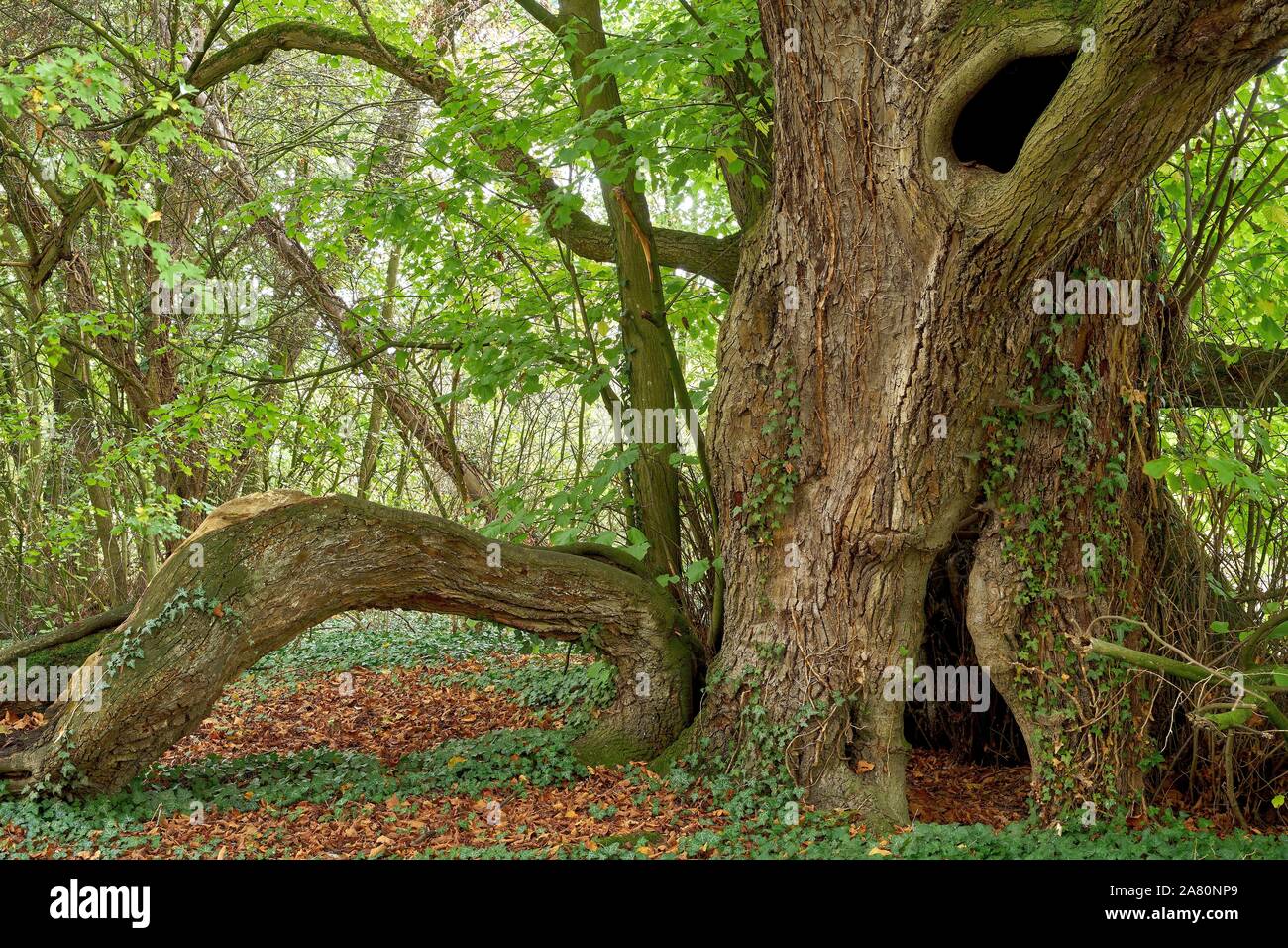 A verry old large-leaved lime tree ( Tilia platyphyllos) Stock Photo