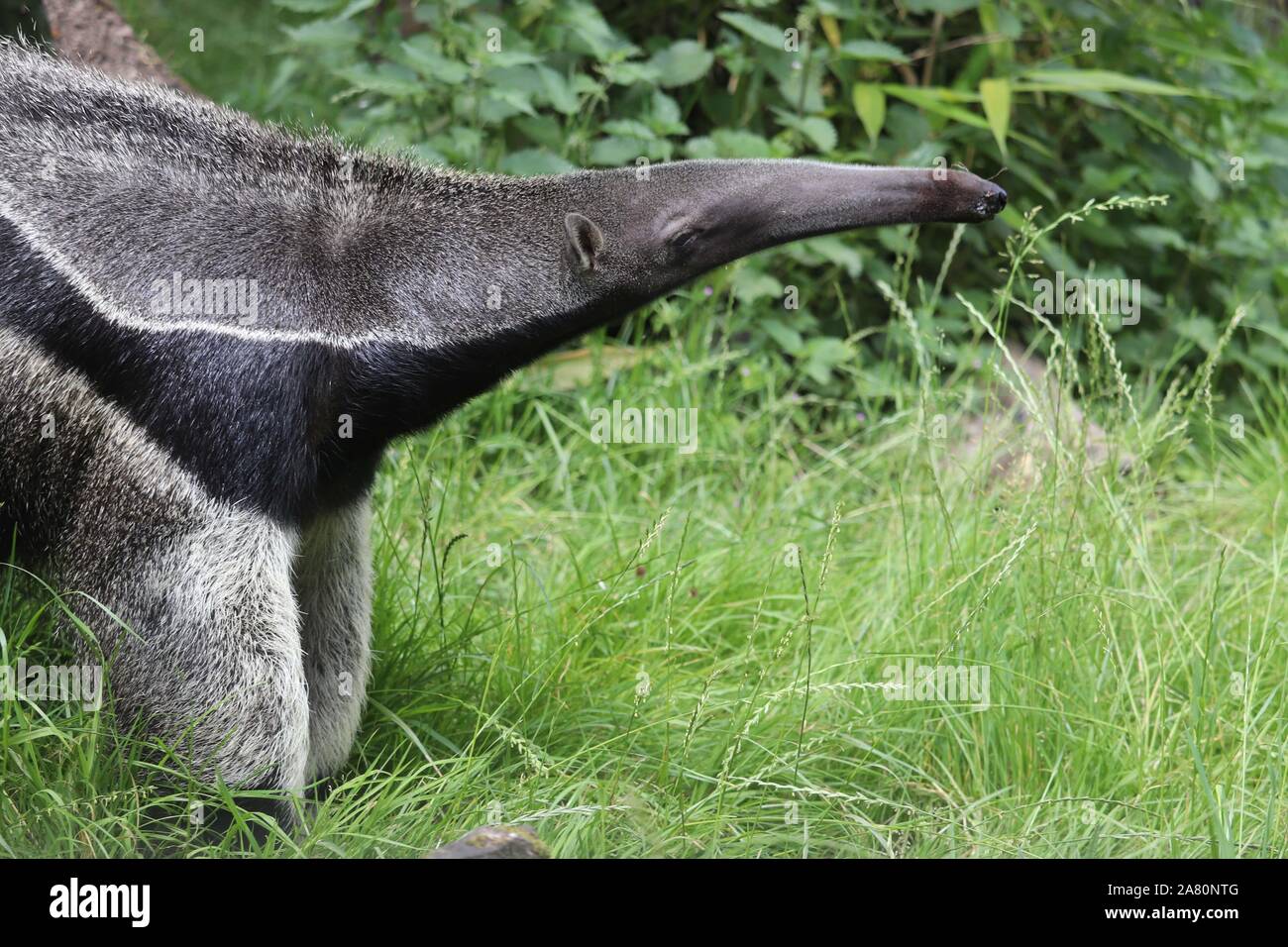 Male Giant Anteater, Bubbles (Myrmecophaga tridactyla) Stock Photo