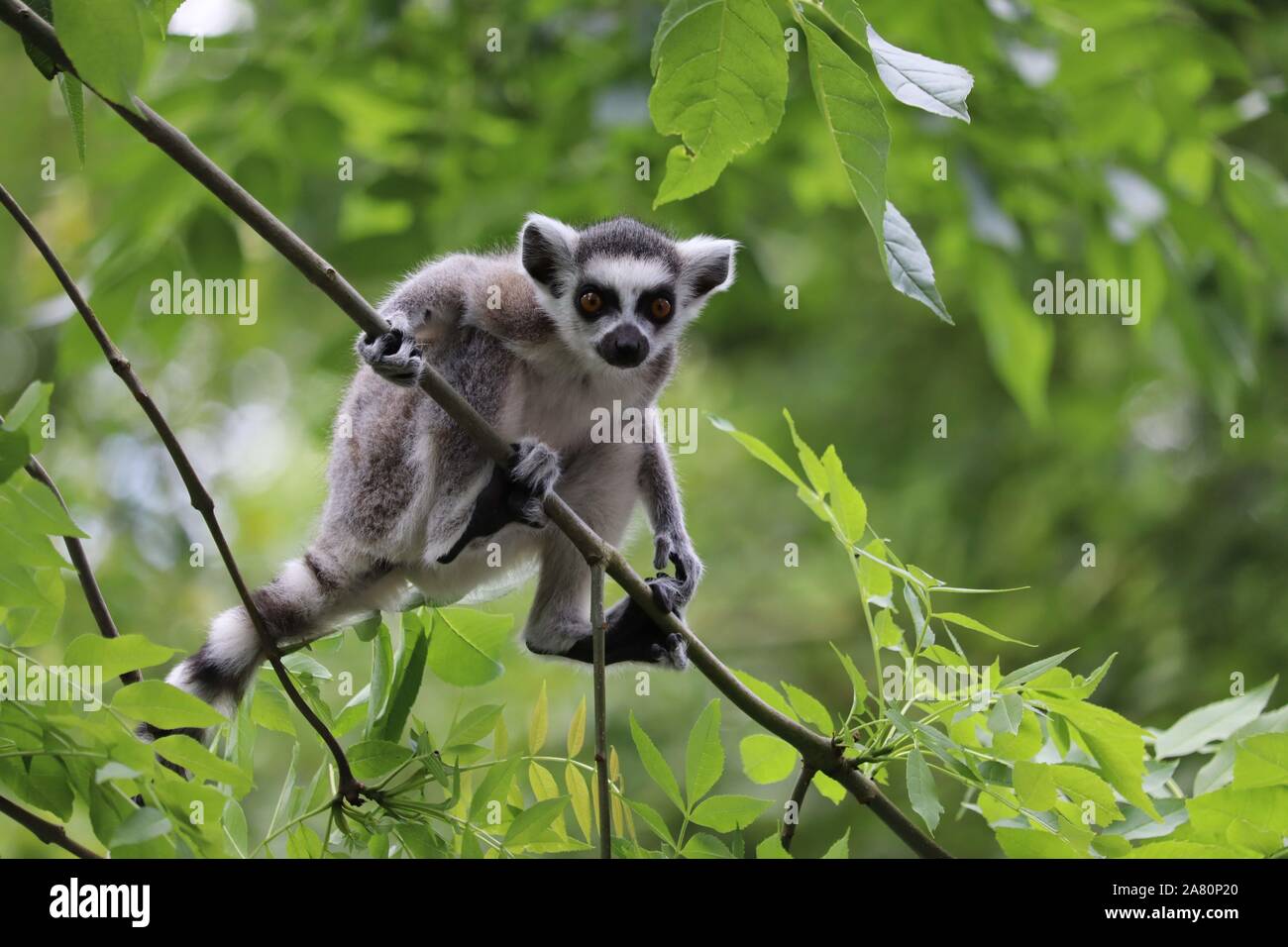 Young Male Ring-Tailed Lemur, Spider (Lemur catta) Stock Photo