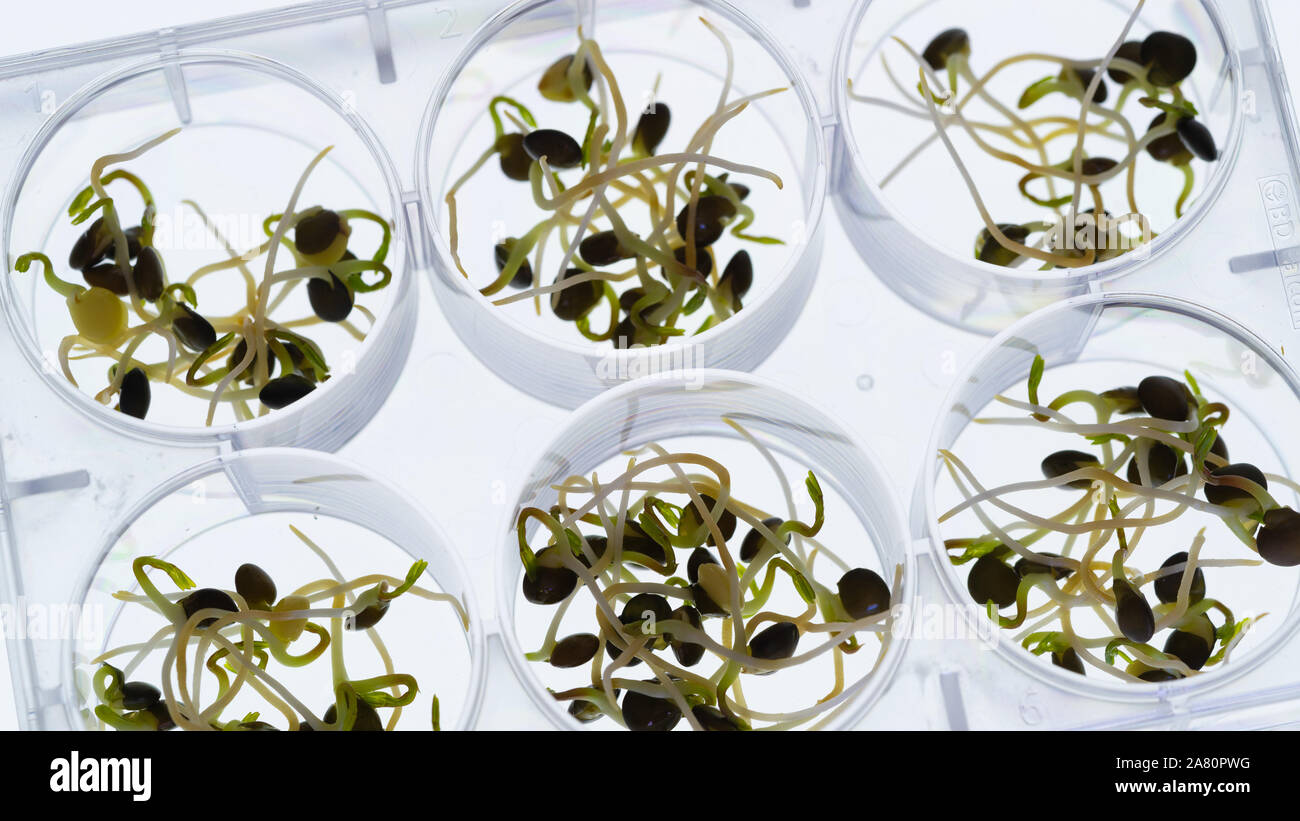 Microgreen sprouts quality control in Sanitary and epidemiological