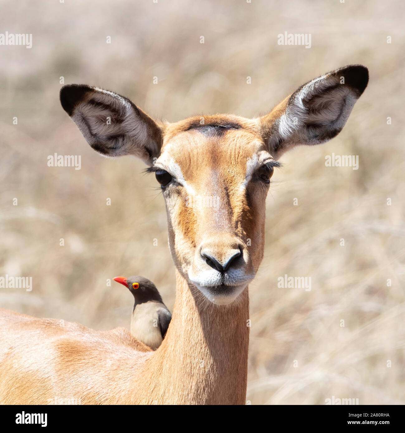 Female impala with oxpecker on her back. The oxpeckers have a symbiotic relationship larger mammals and remove ticks and insects from the skin. Stock Photo