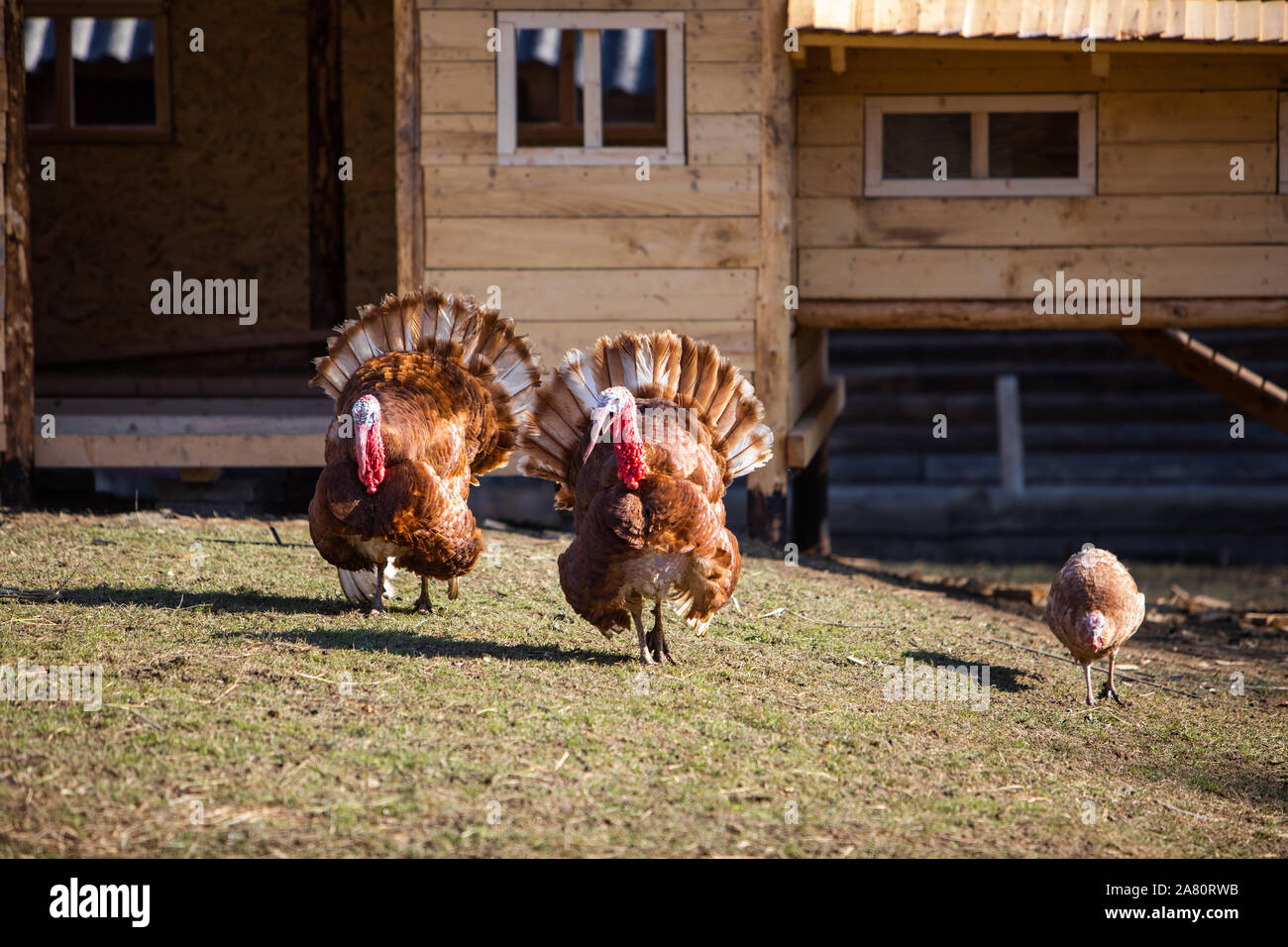 turkey birds walking at farm Stock Photo Alamy