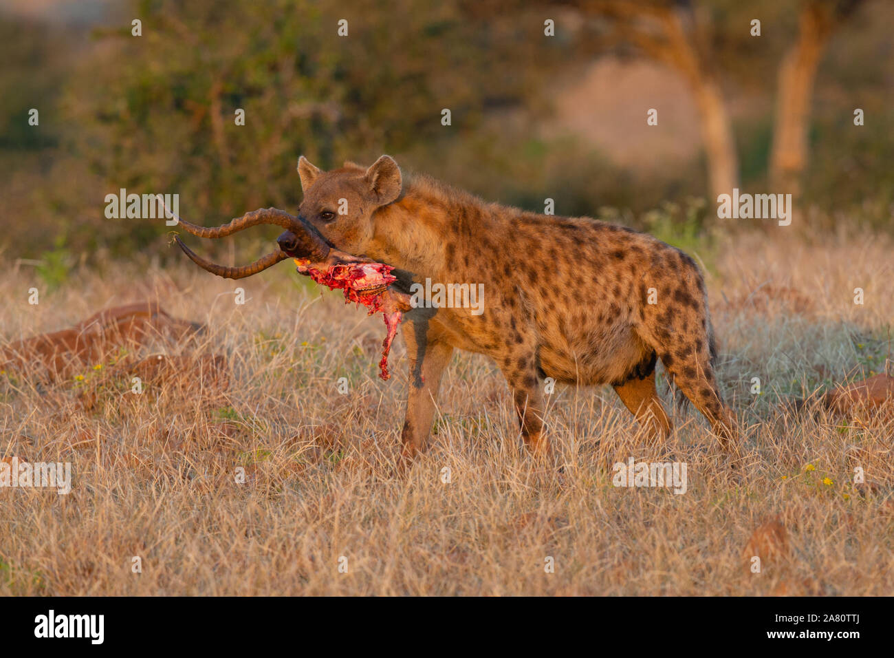 Spotted Hyena (Crocuta crocuta) with kill, Mashatu Game Reserve, Botswana Stock Photo