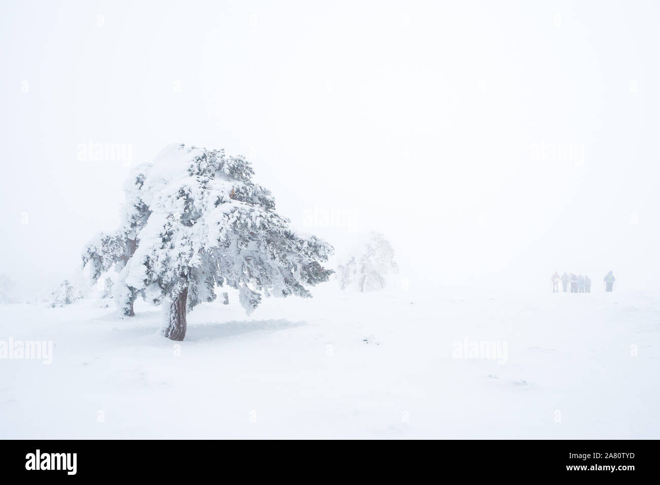 Snowy landscape with a tree and a group of people. Heavy snowfall at Guadarrama, Madrid, Spain. Stock Photo