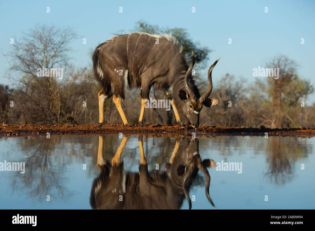 Nyala Bull (Tragelaphus angasii) drinking with reflection, Karongwe Game Reserve, Limpopo, South Africa Stock Photo