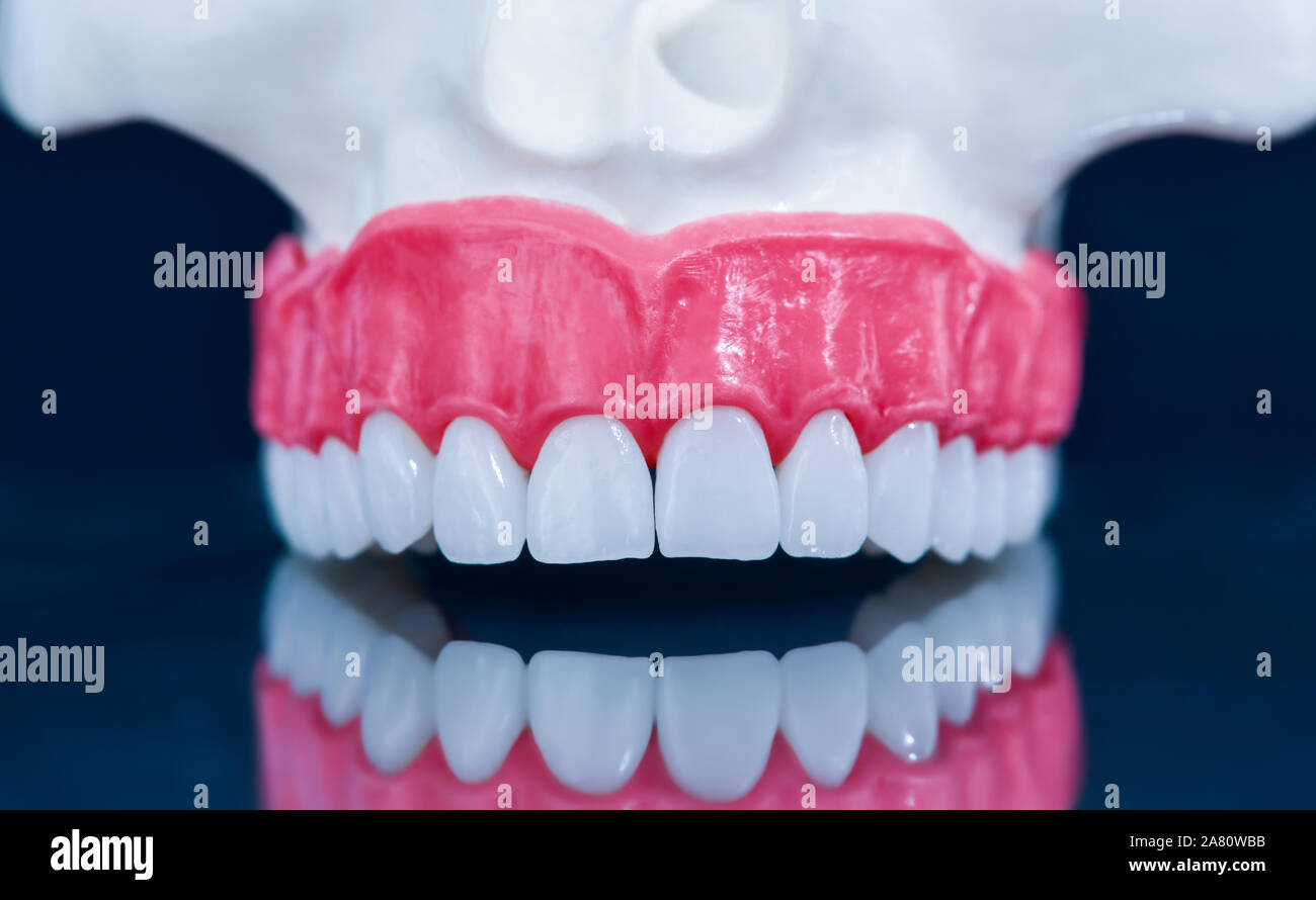 Upper human jaw with a reflection on the glass anatomy model medical ...