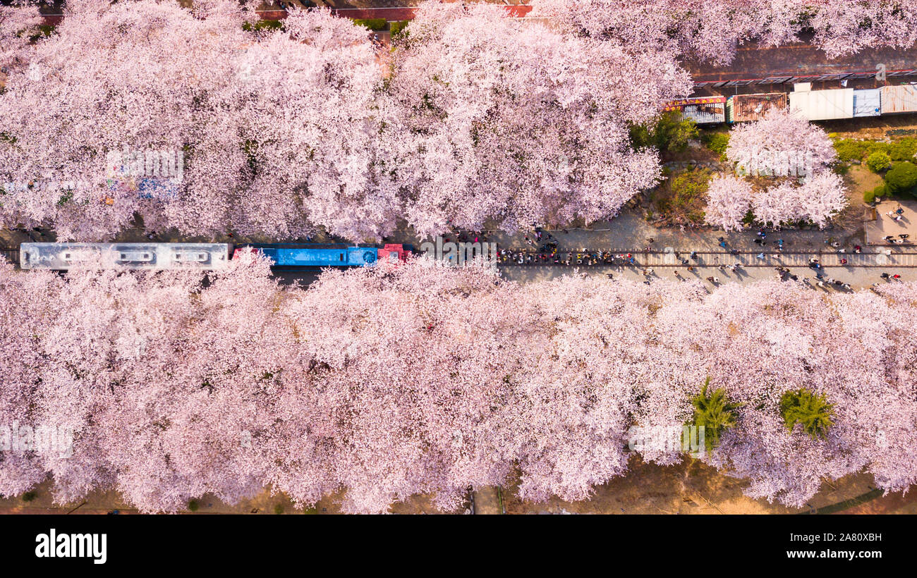 Top view at jinhae cherry blossom,Busan City,South Korea Stock Photo