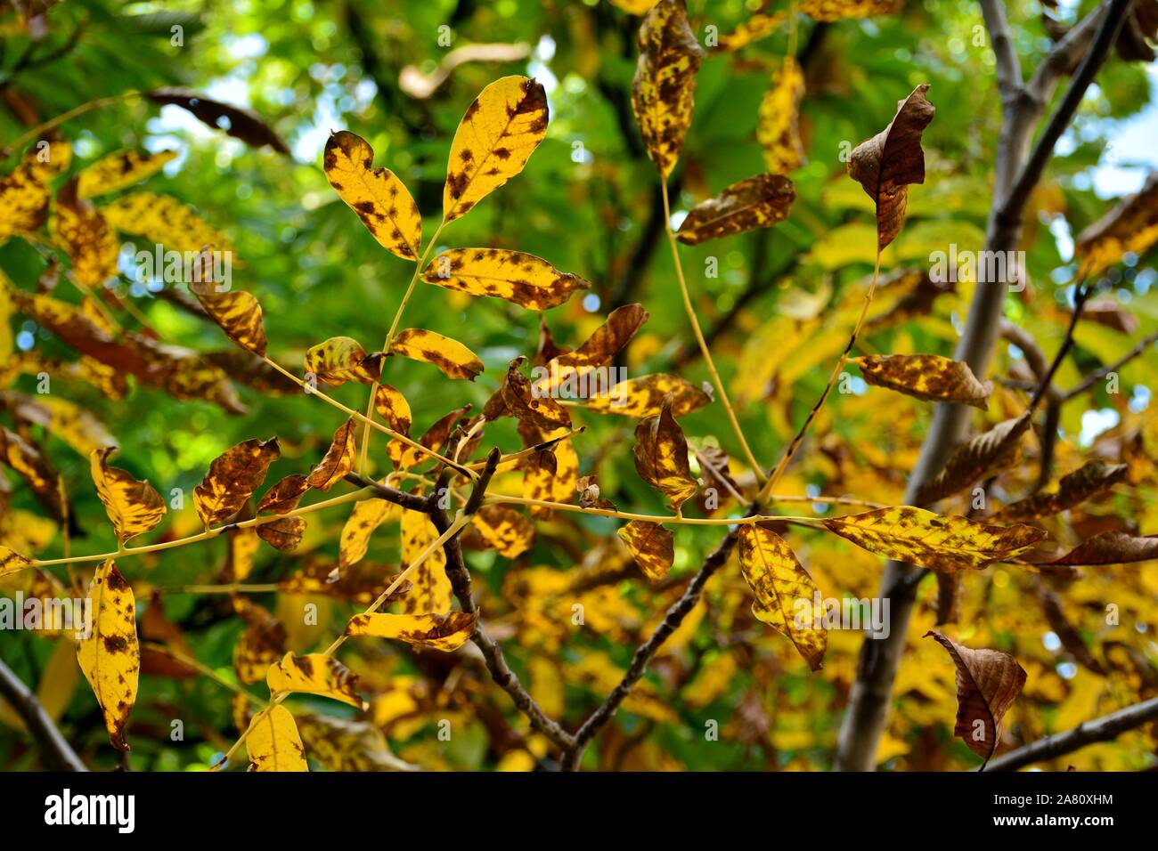 Planta de bosque verde hi-res stock photography and images - Alamy