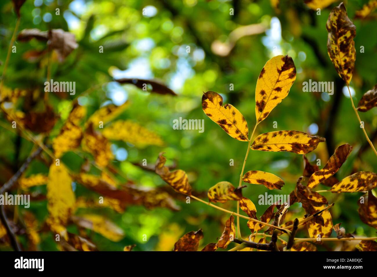 Planta de bosque verde hi-res stock photography and images - Alamy