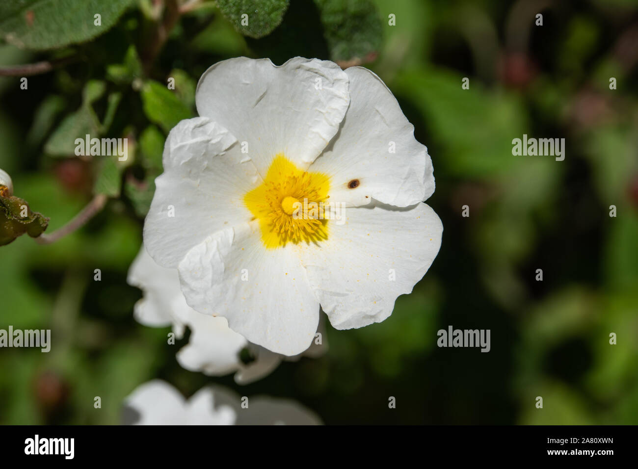 Sage Leaved Rock Rose Flowers in Bloom in Springtime Stock Photo Alamy