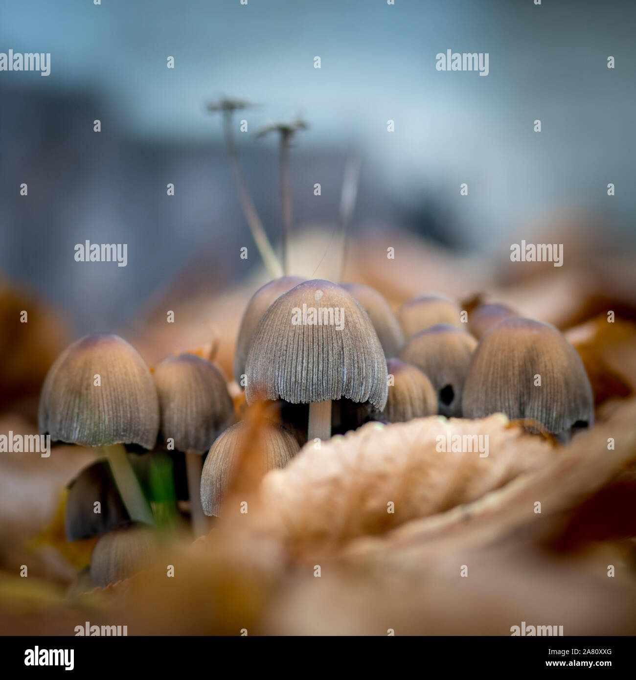 Mushrooms growing in the grass. Poisonous mushrooms. Stock Photo