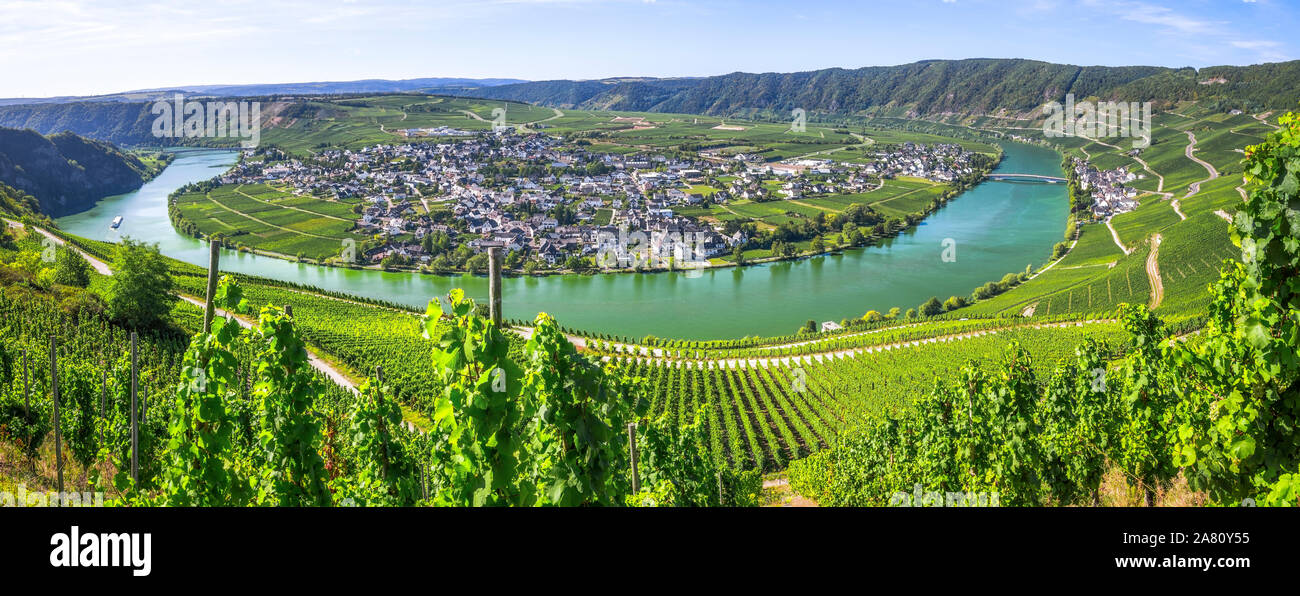 bend of the Moselle river at Piesport on the right, Germany, panorama from above, nature monument Moselloreley background right side Stock Photo