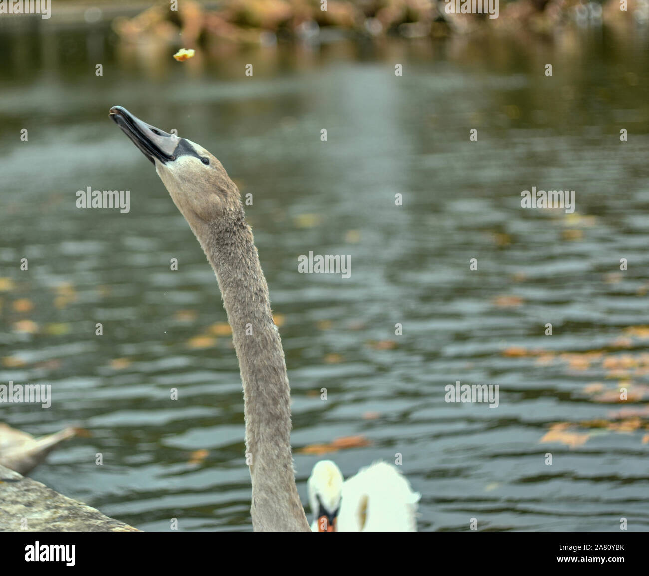 a close up shoot of a Swan reaching for food Stock Photo