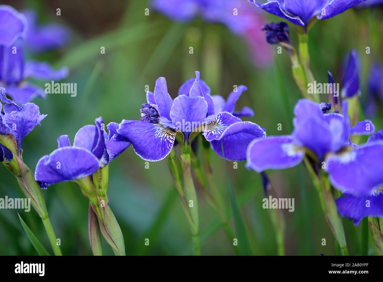 open flower head of blue Iris Sibirica Stock Photo