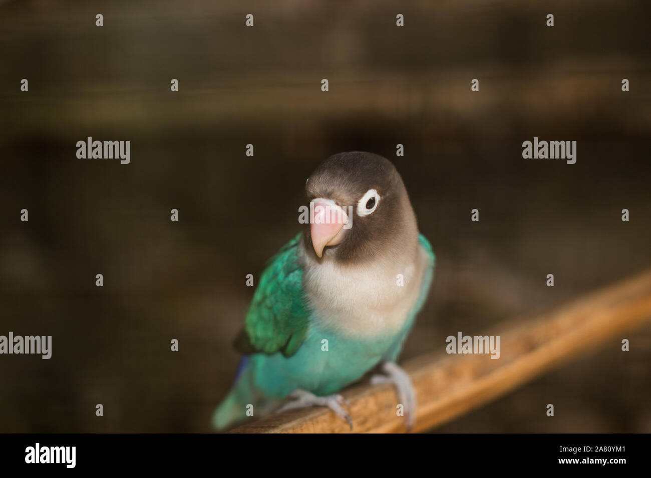 Burung Biru Stock Photos Burung Biru Stock Images Alamy
