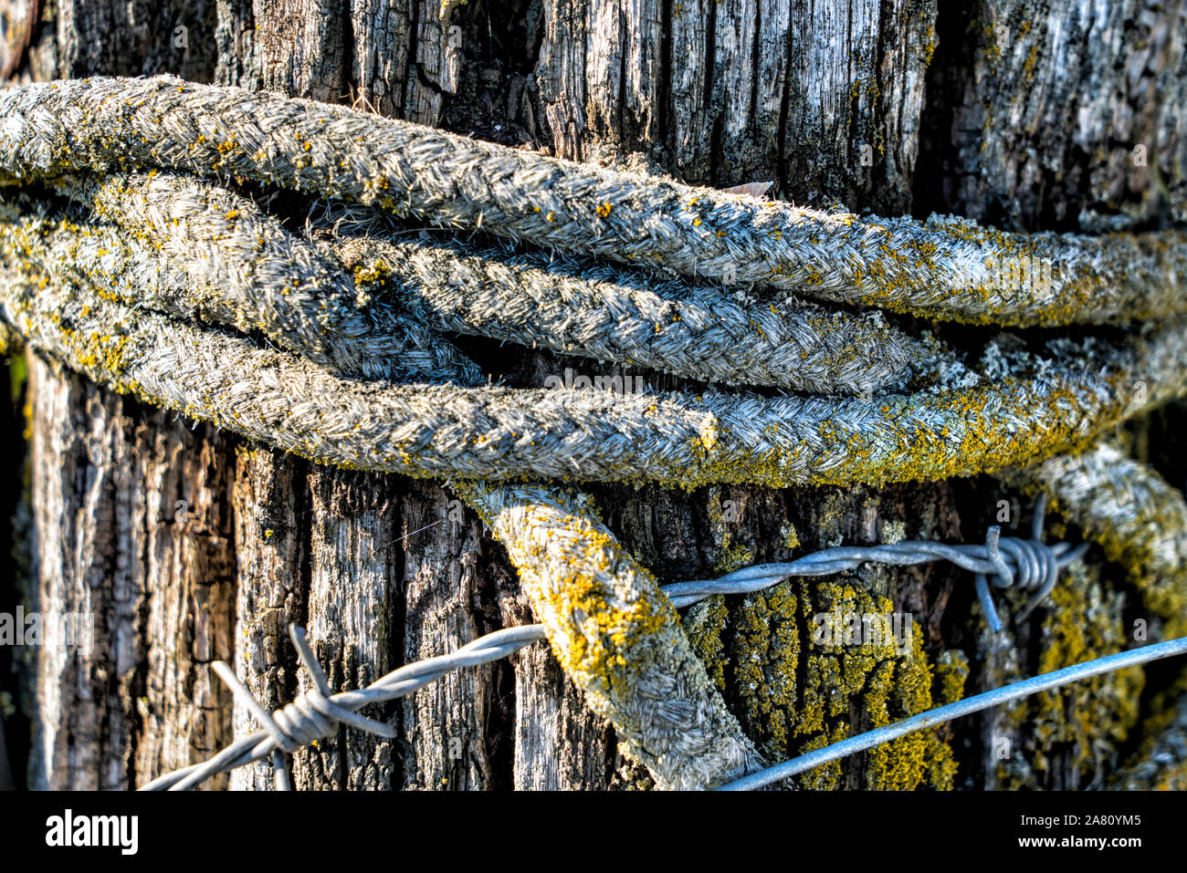 Old rope is wrapped around a fence post Stock Photo