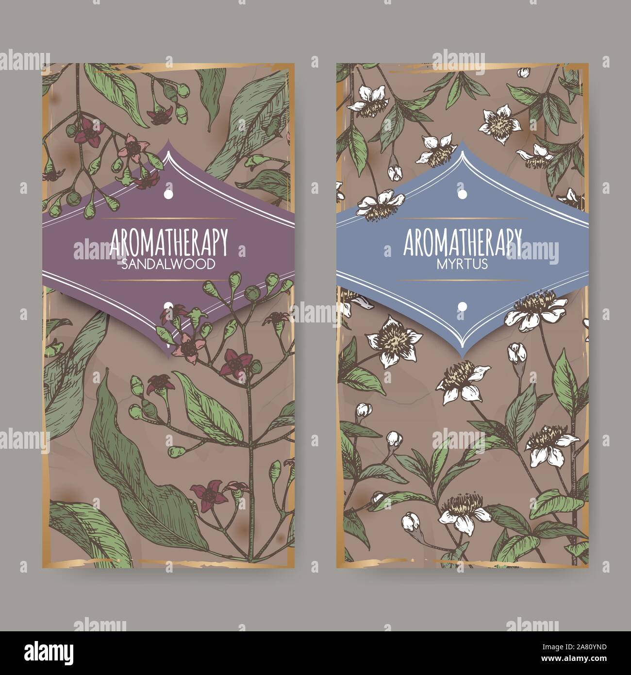 Two labels with Common myrtle aka Myrtus communis and Indian sandalwood aka Santalum album color sketch on vintage background. Great for traditional m Stock Vector