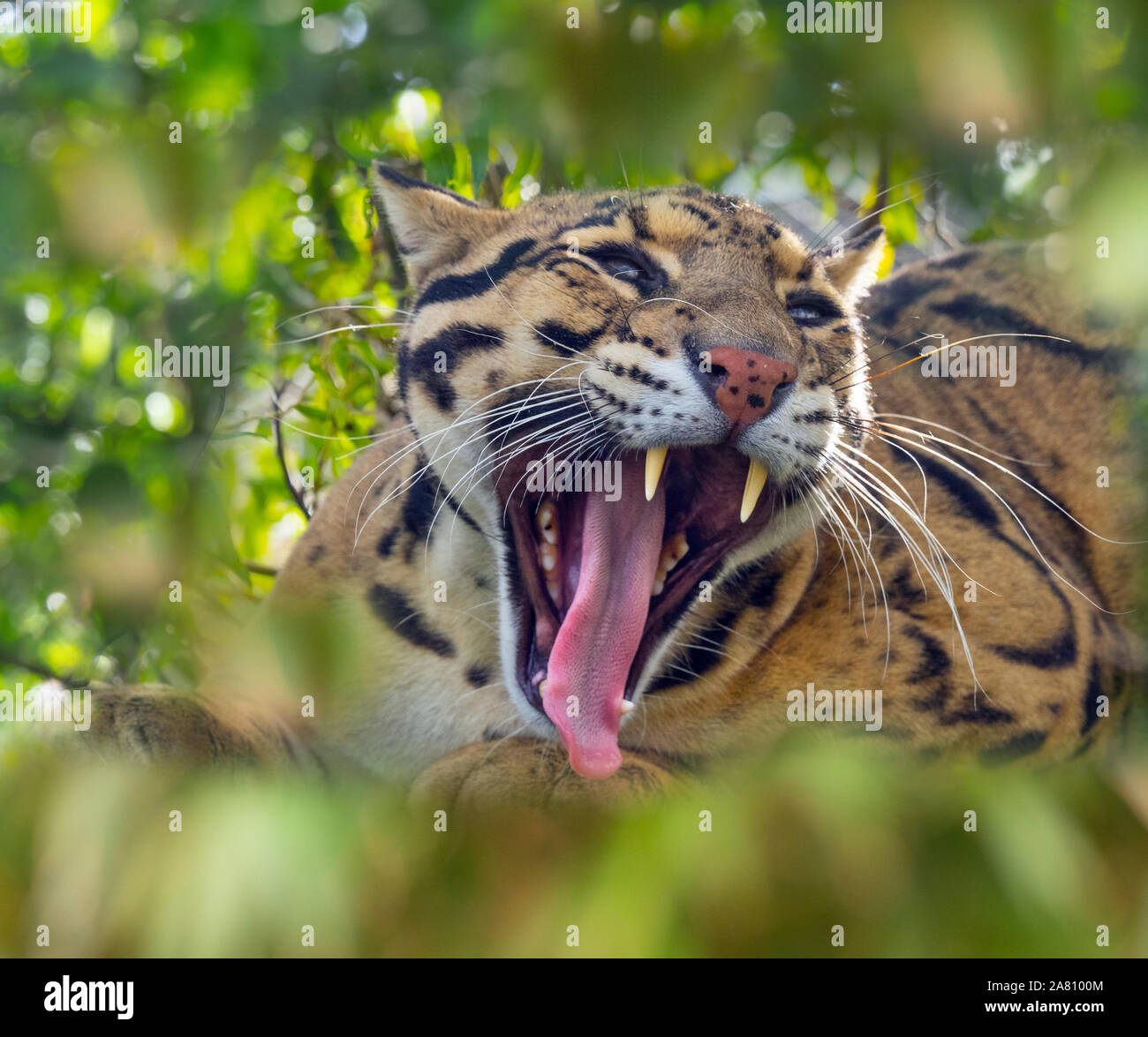 Clouded leopard Neofelis nebulosa yawning Captive portrait Stock Photo