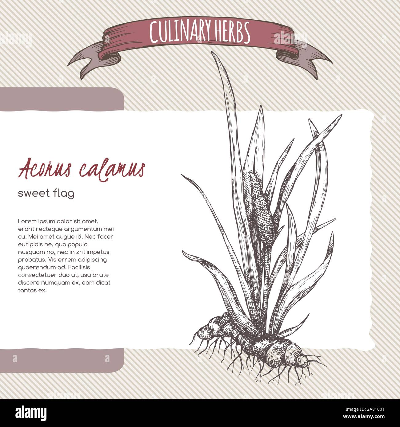 Acorus calamus aka sweet flag sketch. Culinary herbs series. Great for traditional medicine, perfume design, cooking or gardening. Stock Vector