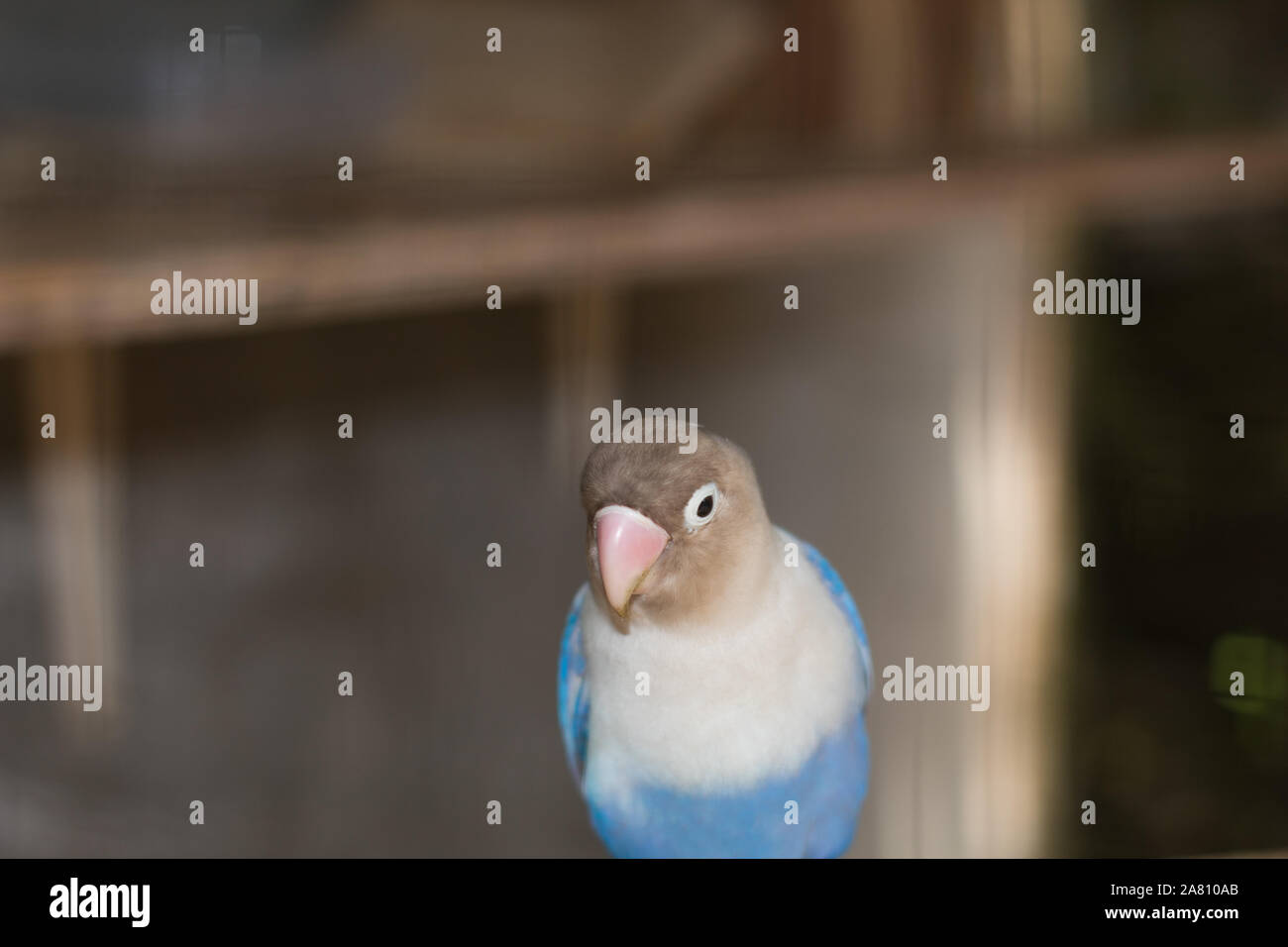 Burung Biru Stock Photos Burung Biru Stock Images Alamy