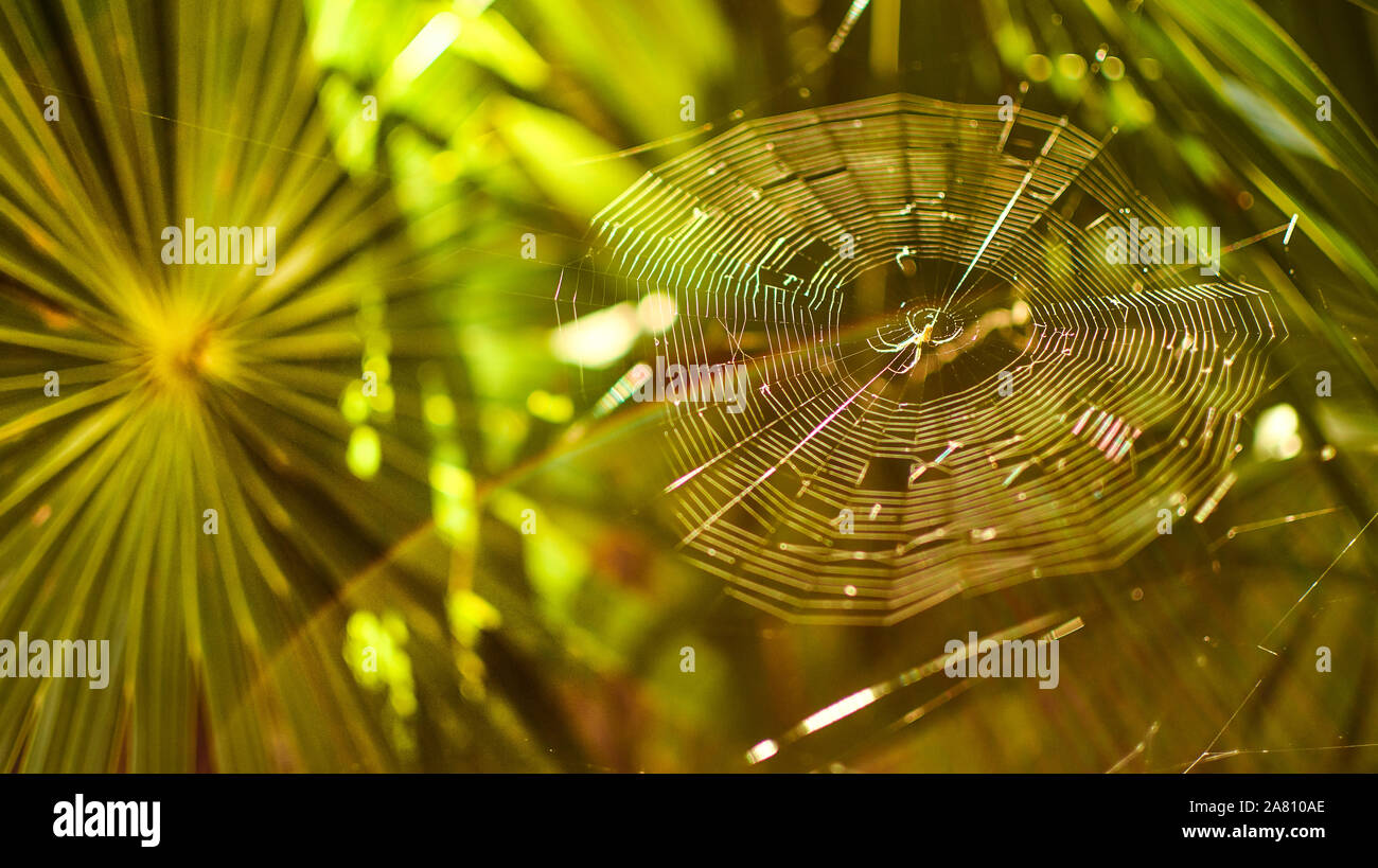 The spider and its spider web #2 Stock Photo - Alamy
