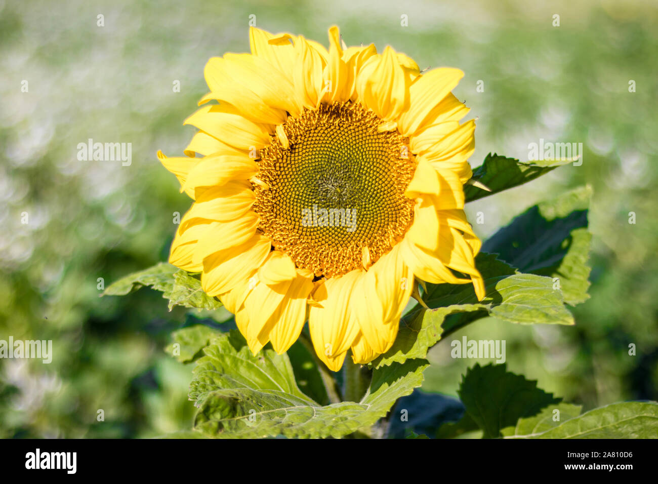 Sunflower in Autum Stock Photo