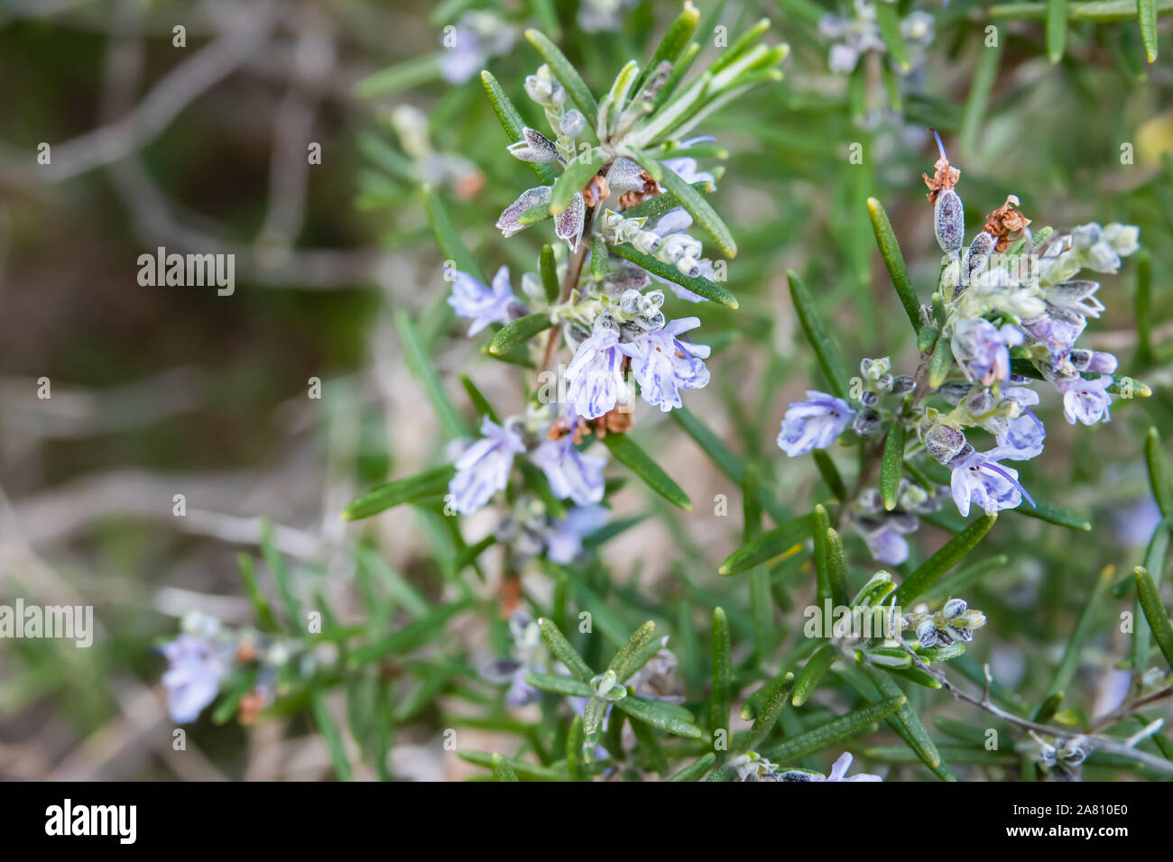 Living rosemary herb hires stock photography and images Alamy