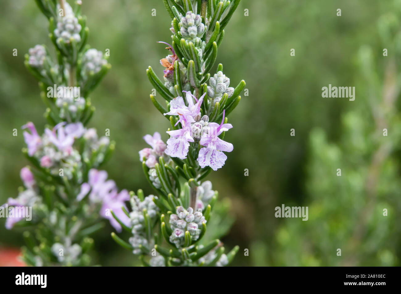 Living rosemary herb hires stock photography and images Alamy
