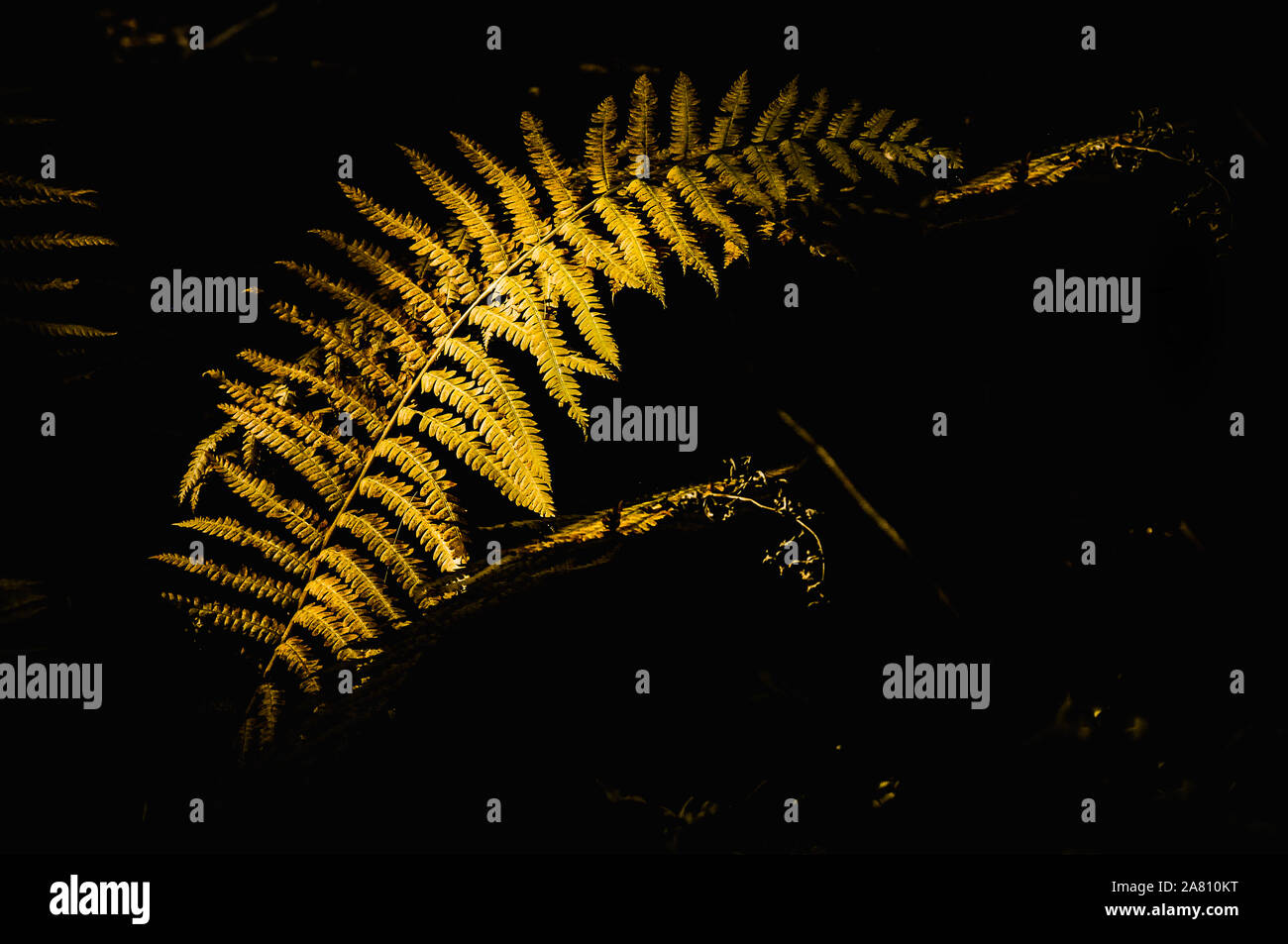 In the Fall the Ferns take on a golden color, but when the early Sun light hit this Ferne it