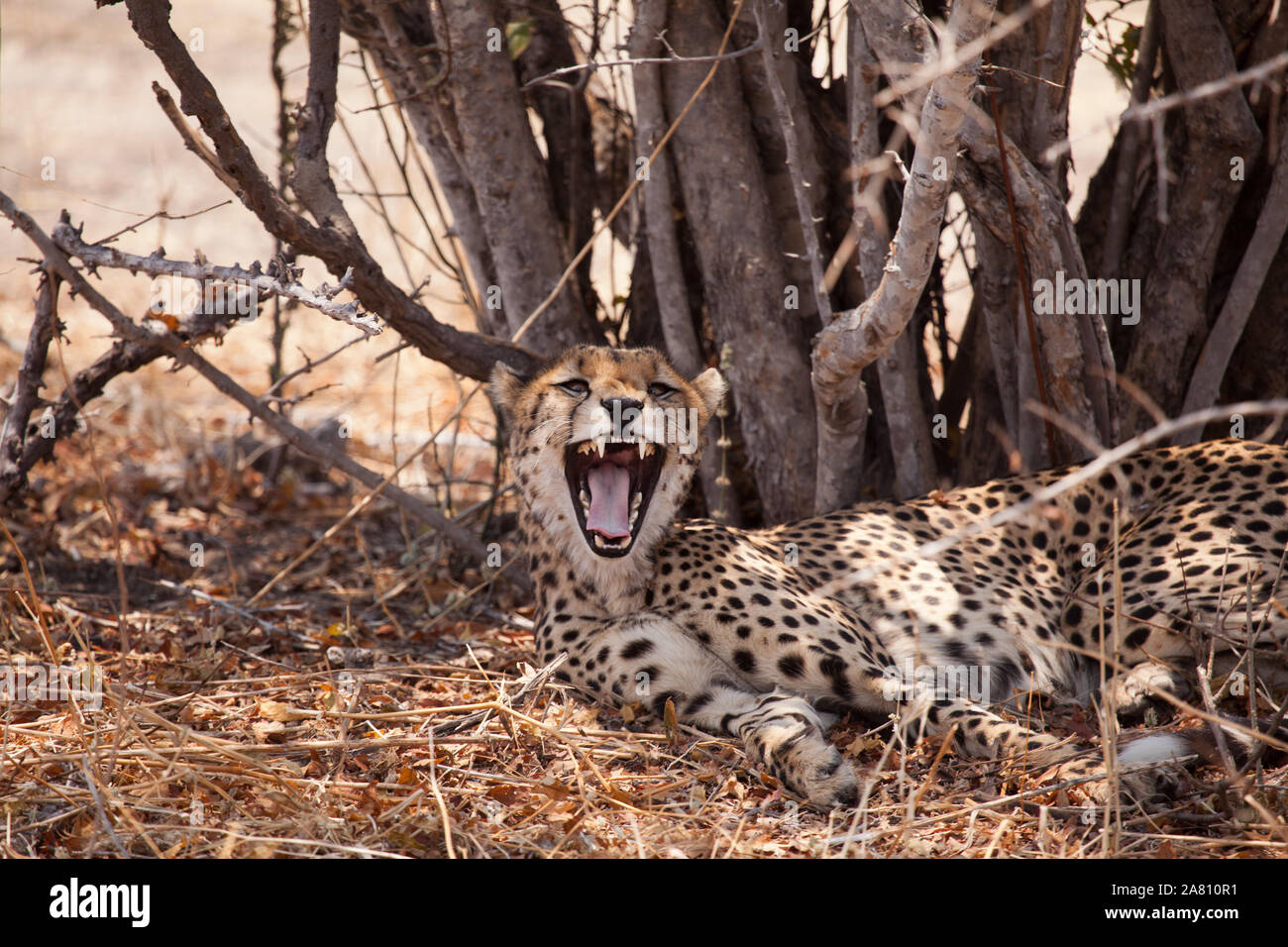 Single cheetah yawning as it rests in the shade during the afternoon, Ruaha National Park, Tanzania Stock Photo