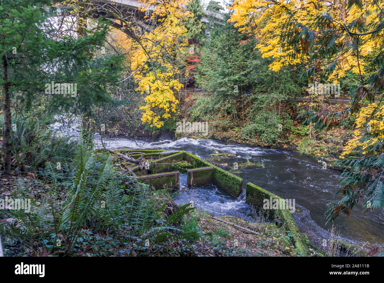 Fish ladder at Tumwater Falls Park in Washington State Stock Photo - Alamy