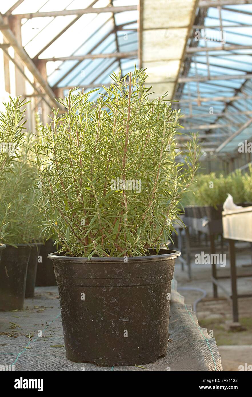 Rosemary plant in pot in greenhouse Stock Photo Alamy