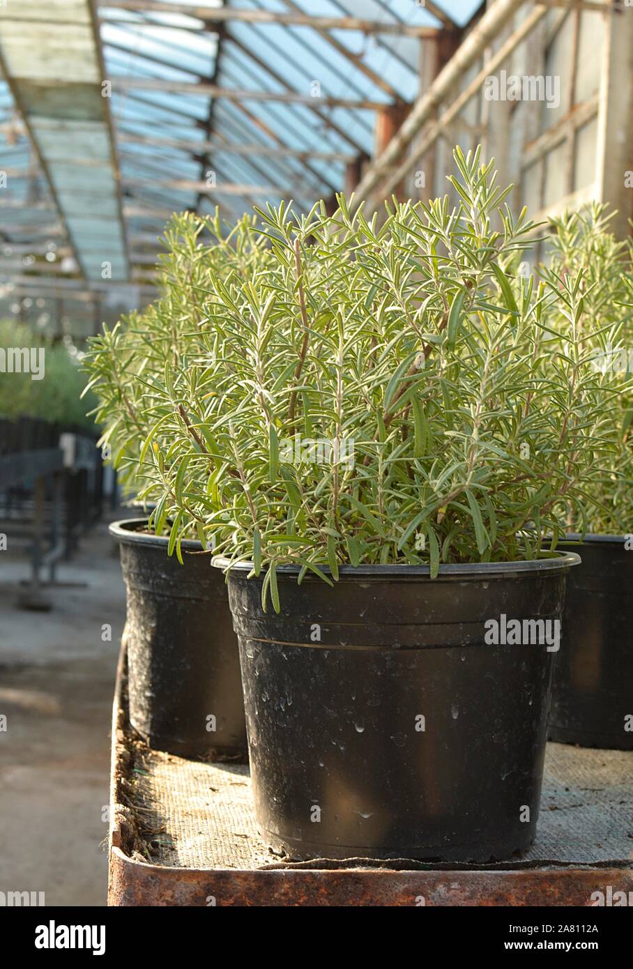 Rosemary plant in pot in greenhouse Stock Photo Alamy