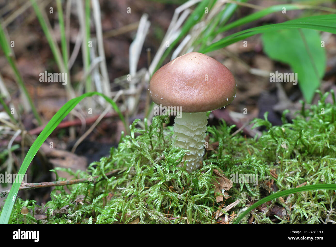 Stropharia hornemannii, known as conifer roundhead, luxuriant ringstalk or lacerated stropharia, wild mushroom from Finland Stock Photo