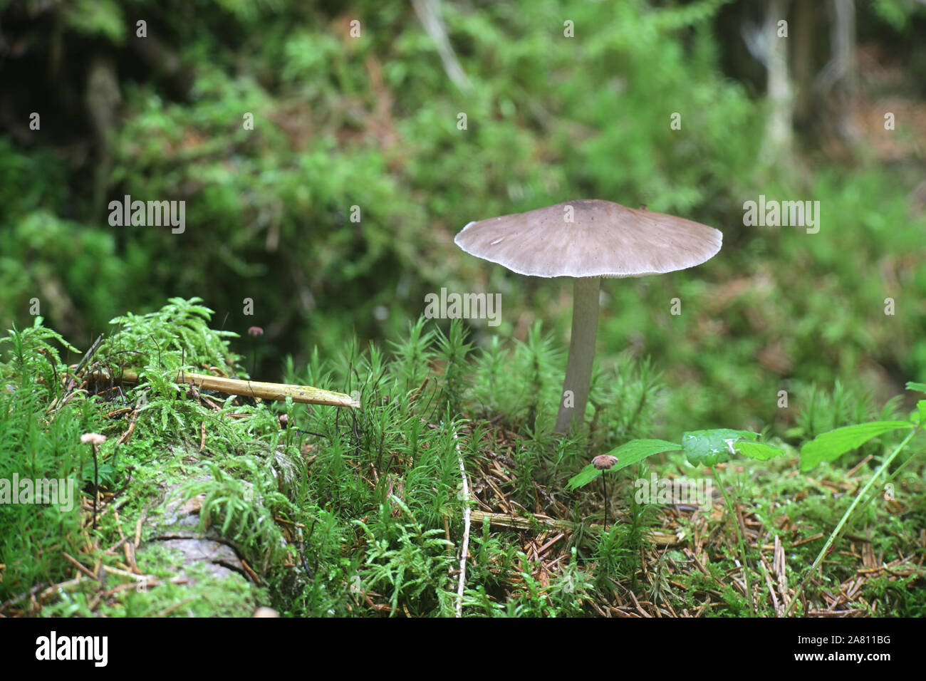 Pluteus cervinus, also known as Pluteus atricapillus and commonly known as the deer shield or the deer or fawn mushroom Stock Photo
