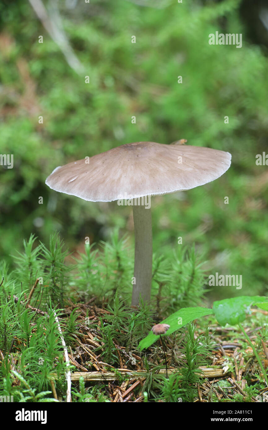 Pluteus cervinus, also known as Pluteus atricapillus and commonly known as the deer shield or the deer or fawn mushroom Stock Photo