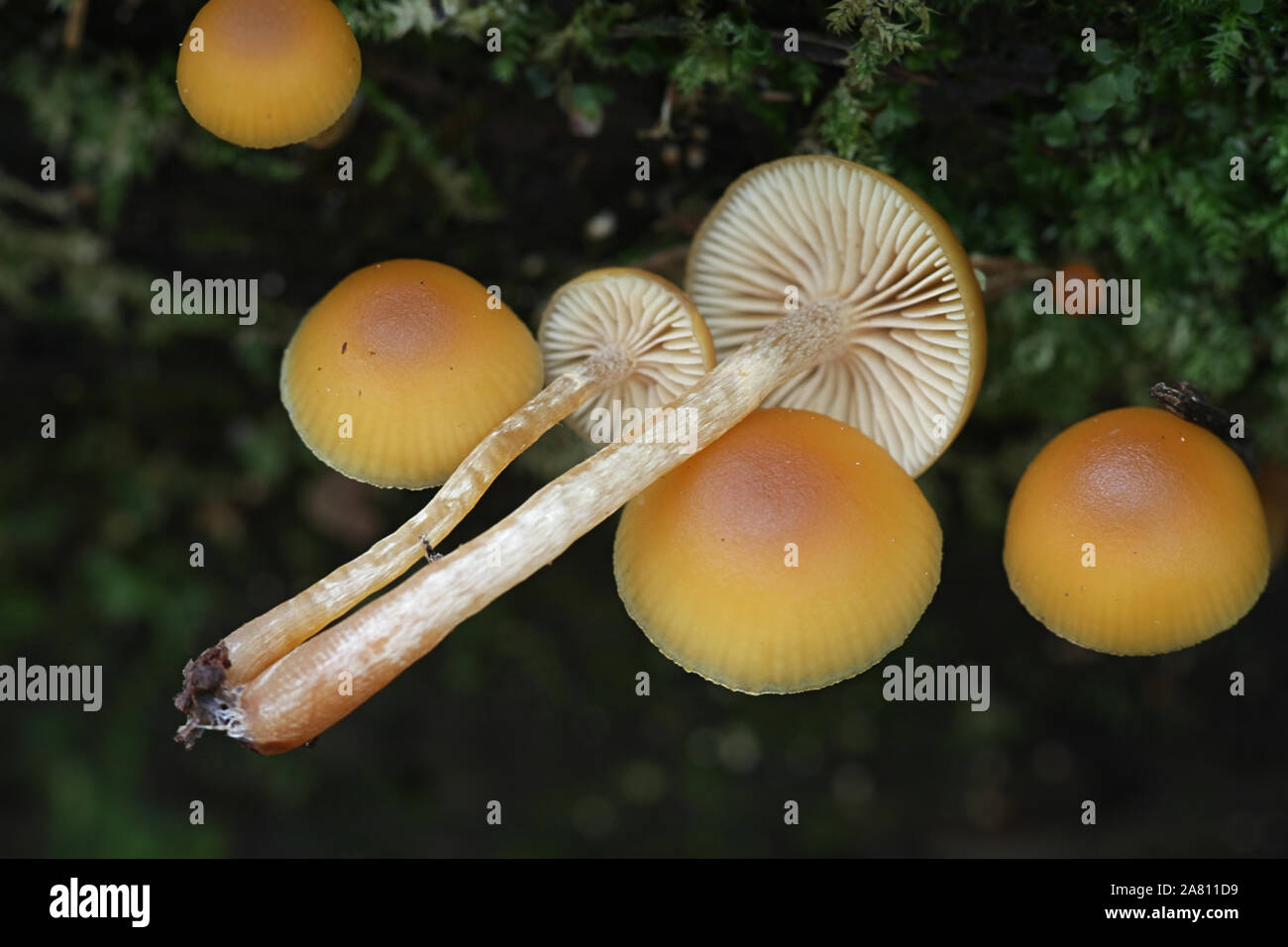 Galerina marginata, known as the Funeral Bell mushroom or deadly Galerina, a deadly poisonous mushroom from Finalnd Stock Photo