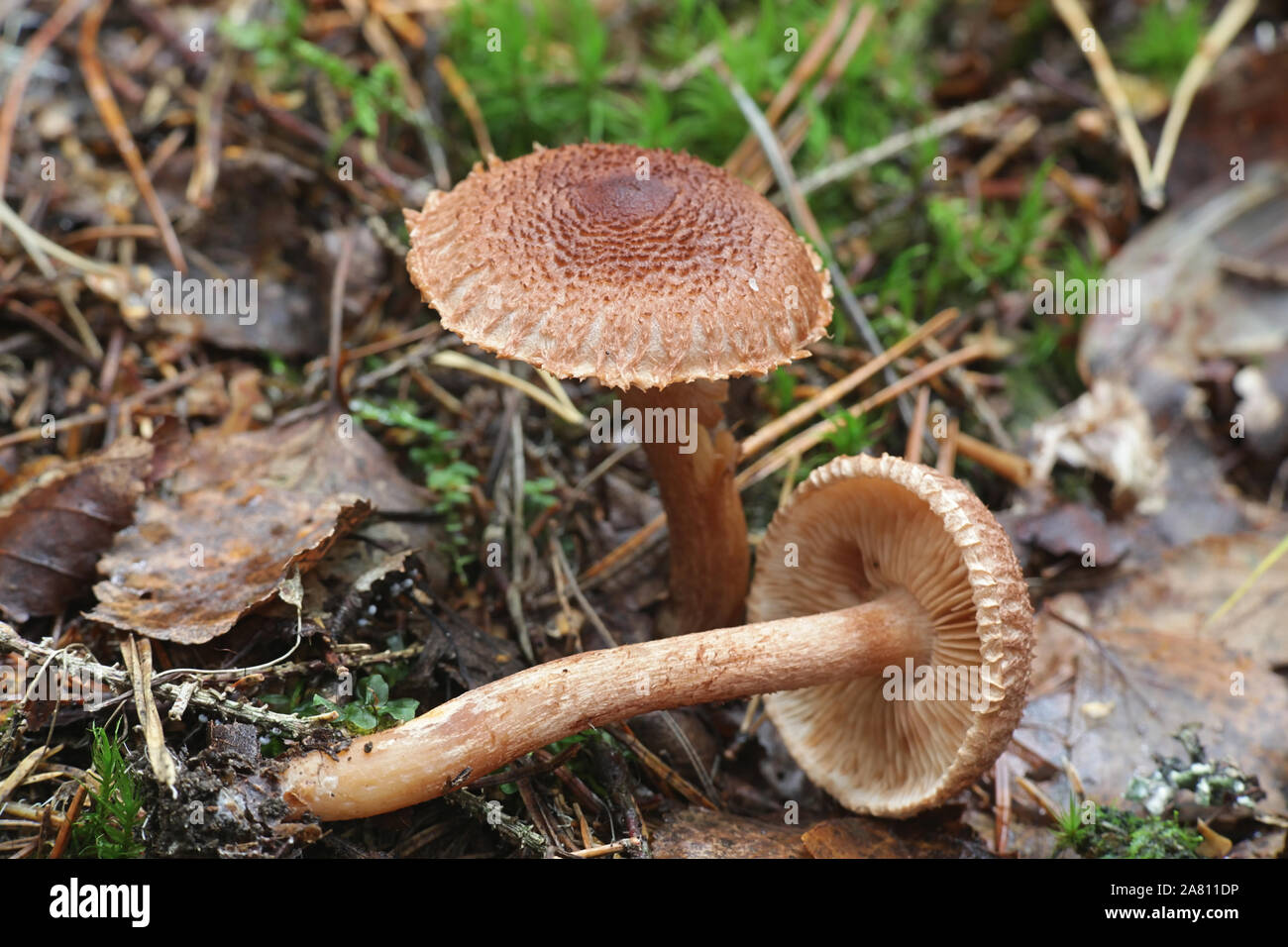 Tricholoma vaccinum, known as the russet scaly tricholoma, the scaly knight, or the fuzztop, wild mushroom from Finland Stock Photo
