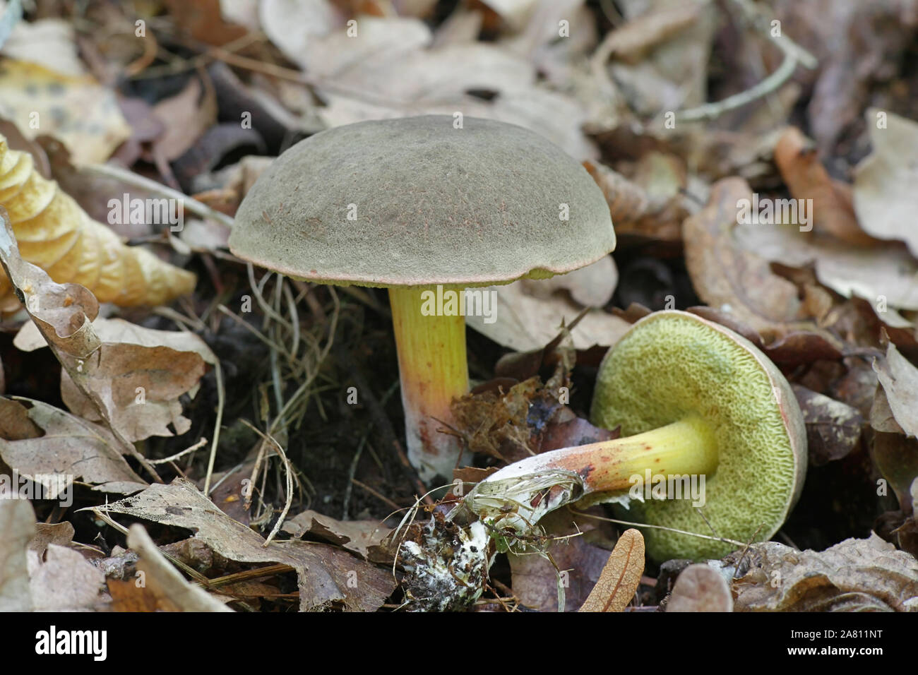 Xerocomellus pruinatus, known as matt bolete, wild mushroom from Finland Stock Photo